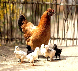 poultry feed supplements mumbai india