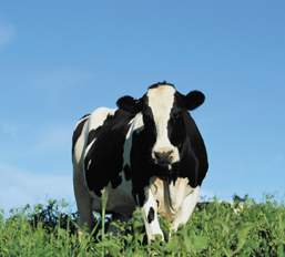 Cattle Feed Supplements Mumbai India